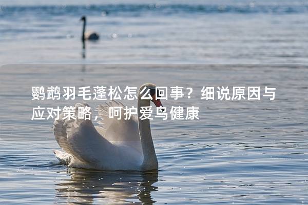 鸚鵡羽毛蓬松怎么回事？細(xì)說原因與應(yīng)對策略，呵護(hù)愛鳥健康